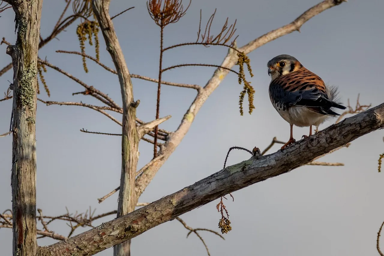 Conclusion: Wires and Posts as Unintended Gifts to a Tiny Falcon (Image Credits: Pixabay)