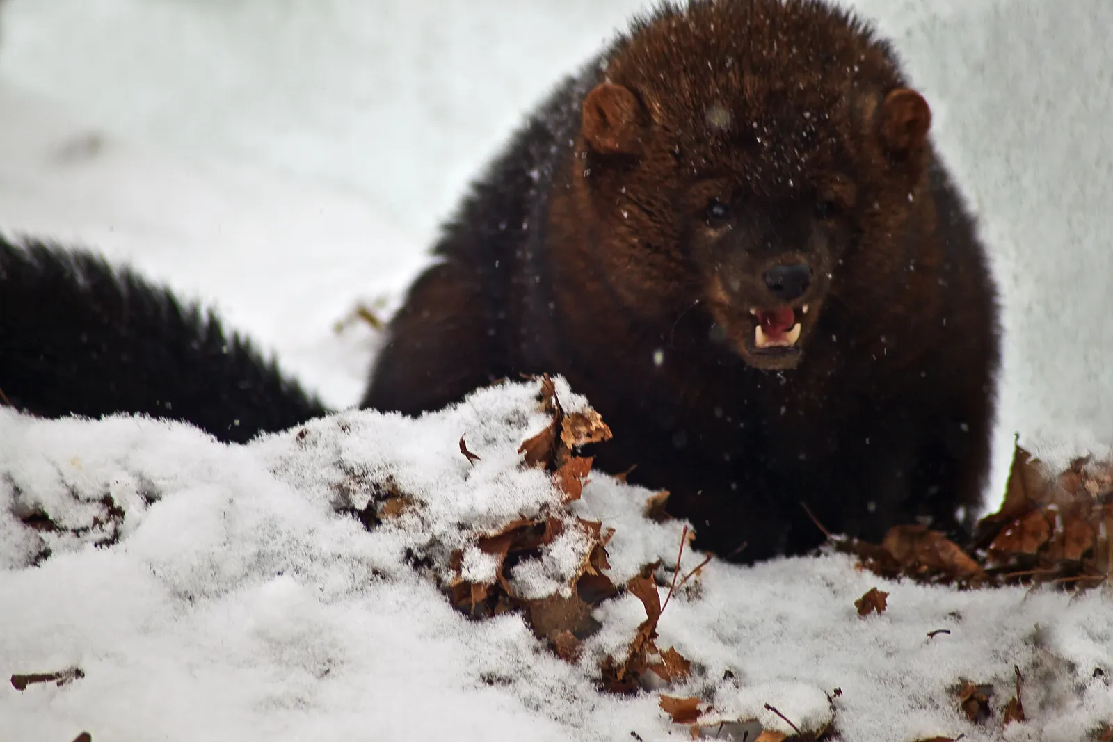 6. Climate and Land-Use Changes Are Shifting Where Fishers Can Thrive (By ForestWander, CC BY-SA 3.0 us)