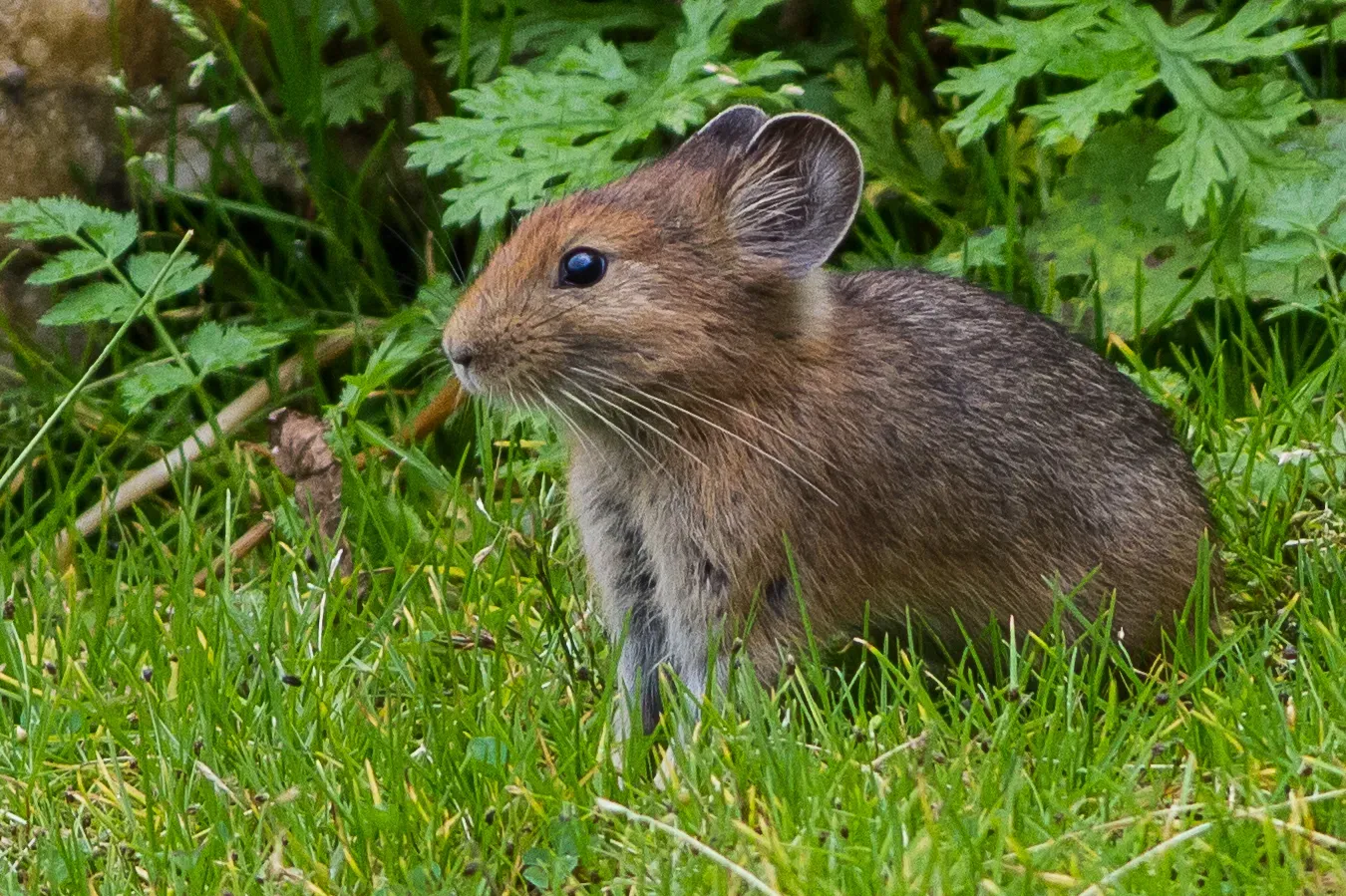 8. Large-Eared Pika: The Adorable High-Altitude Survivor (Image Credits: Wikimedia)