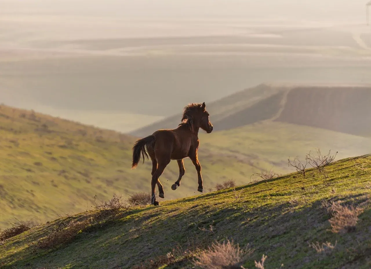 Freedom Made Flesh: The Symbolic Power of Wild Horses (Image Credits: Pixabay)