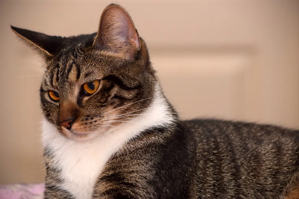 2. Hyper-Focused Ear Twitches and Rotations (tracie7779, Flickr, CC BY-SA 2.0)