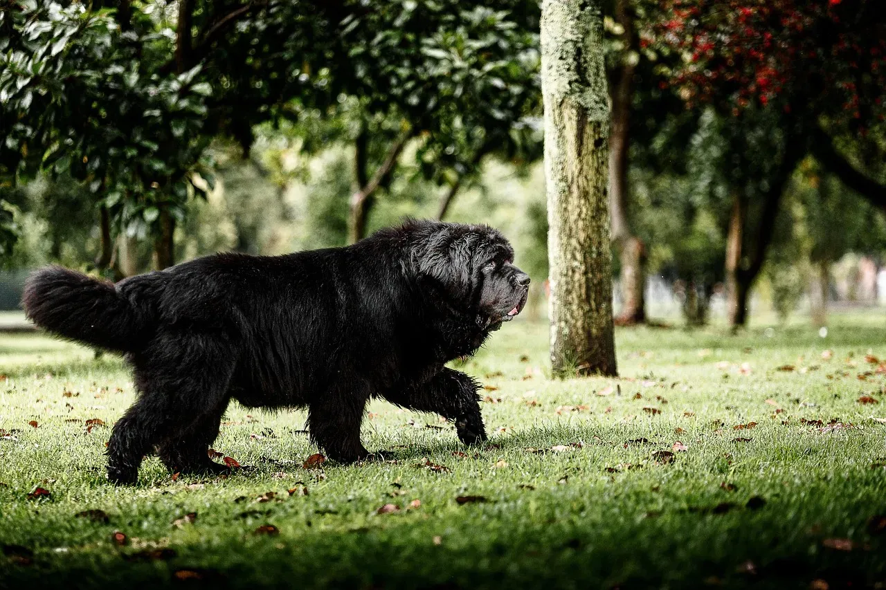 Newfoundland: The Gentle Giant That Doubles as a Nanny (Image Credits: Pixabay)