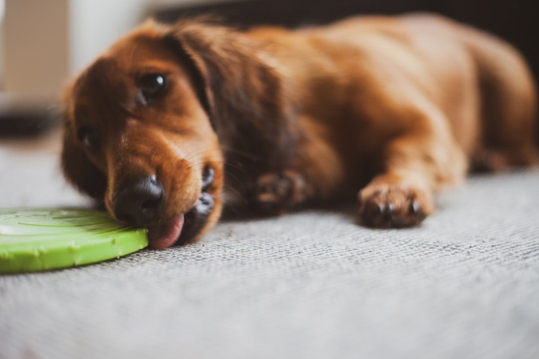 Destructive Behavior Signals Boredom, Not Spite (Image Credits: Unsplash)