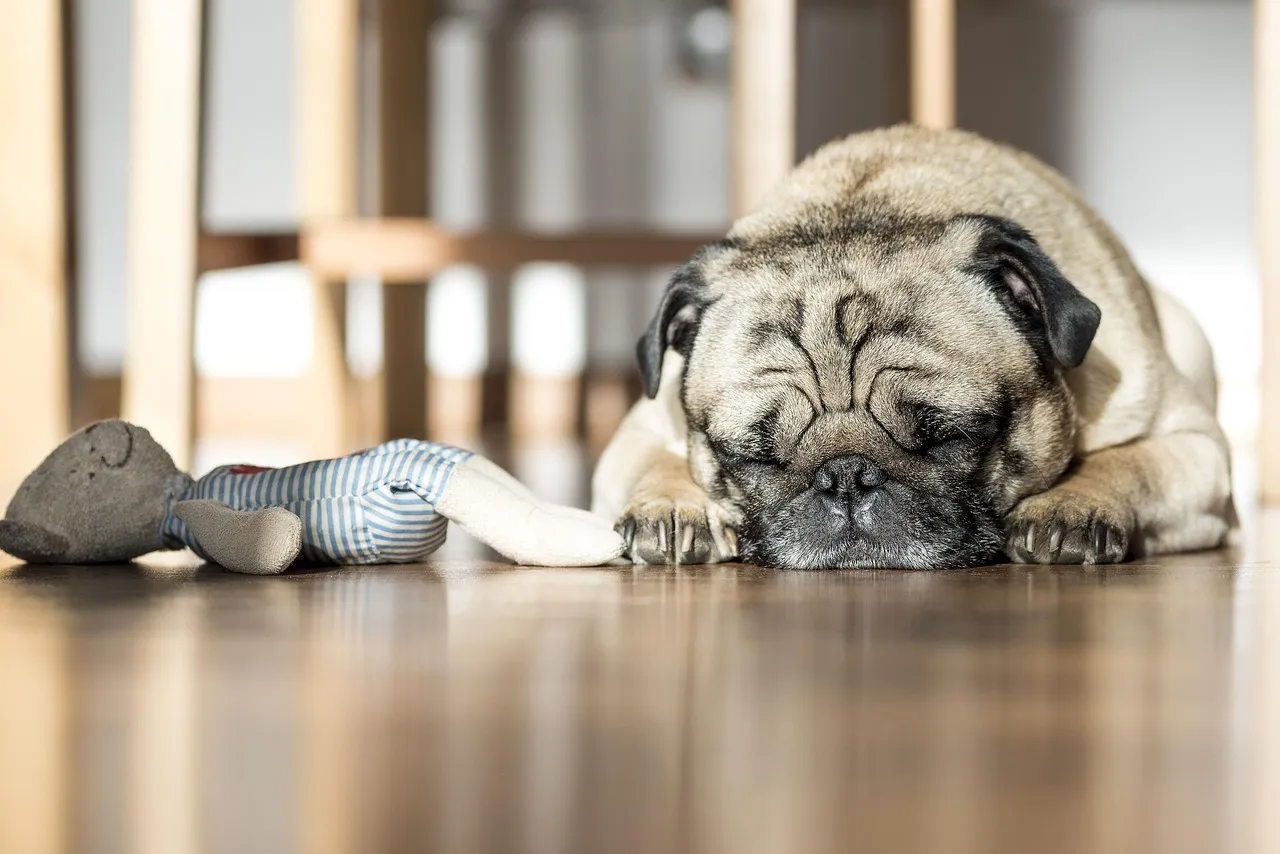 #3 - They Abandon Their Favorite Sleeping Spot (Image Credits: Pixabay)