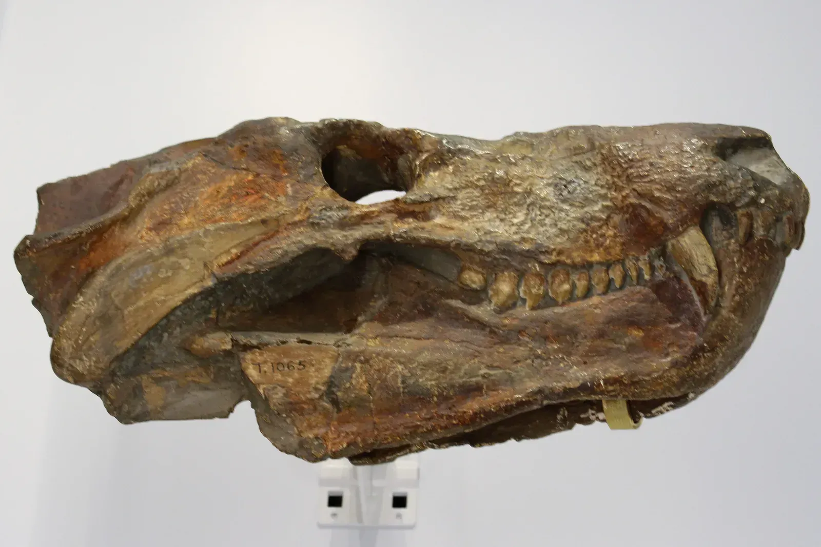 A Fossil Discovery That Almost Didn't Happen (Image Credits: Wikimedia Commons)