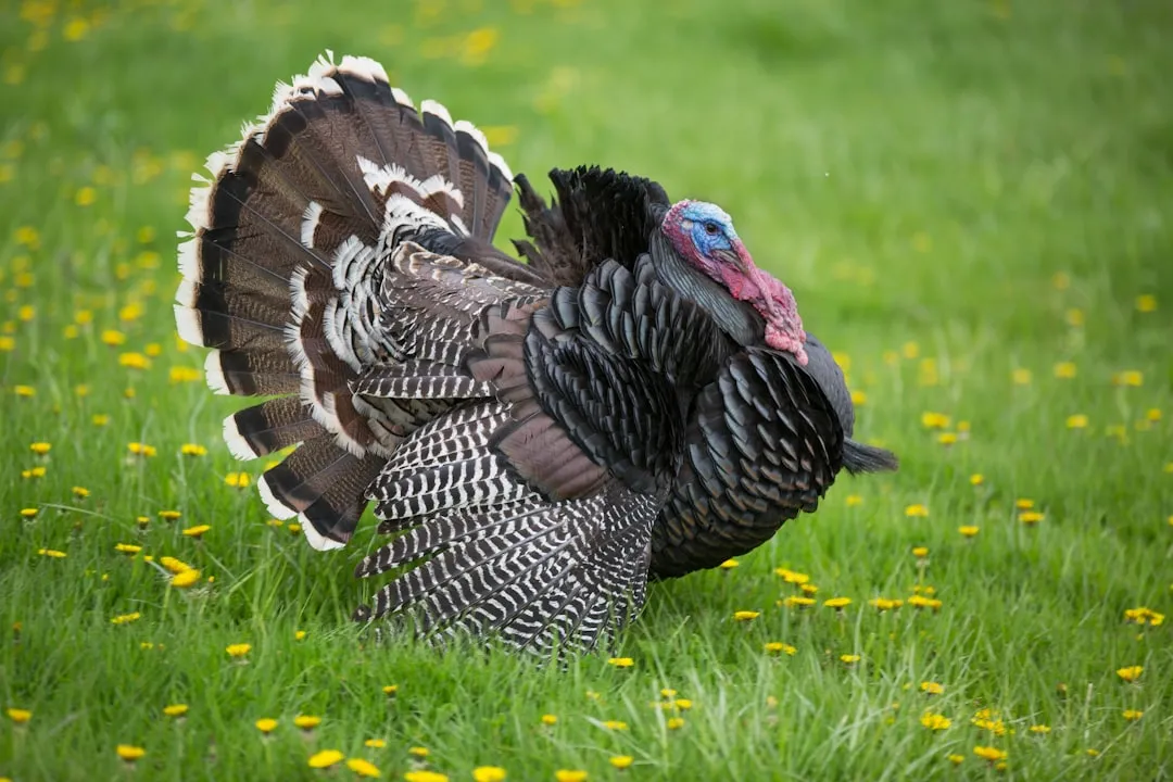 #3 Pennsylvania – Turkeys in the Heart of the Appalachians (Image Credits: Unsplash)