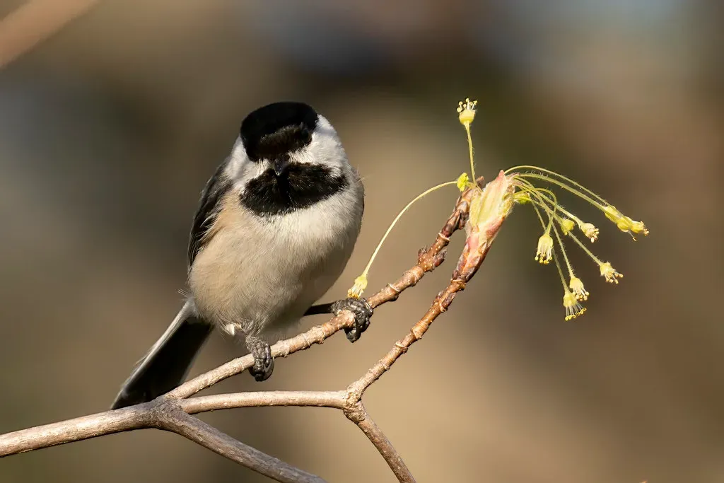 Black-Capped Chickadee: The Surprisingly Hierarchical Fluffball (Image Credits: Flickr)