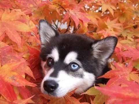 Alaskan Klee Kai (Image Credits: Wikimedia)