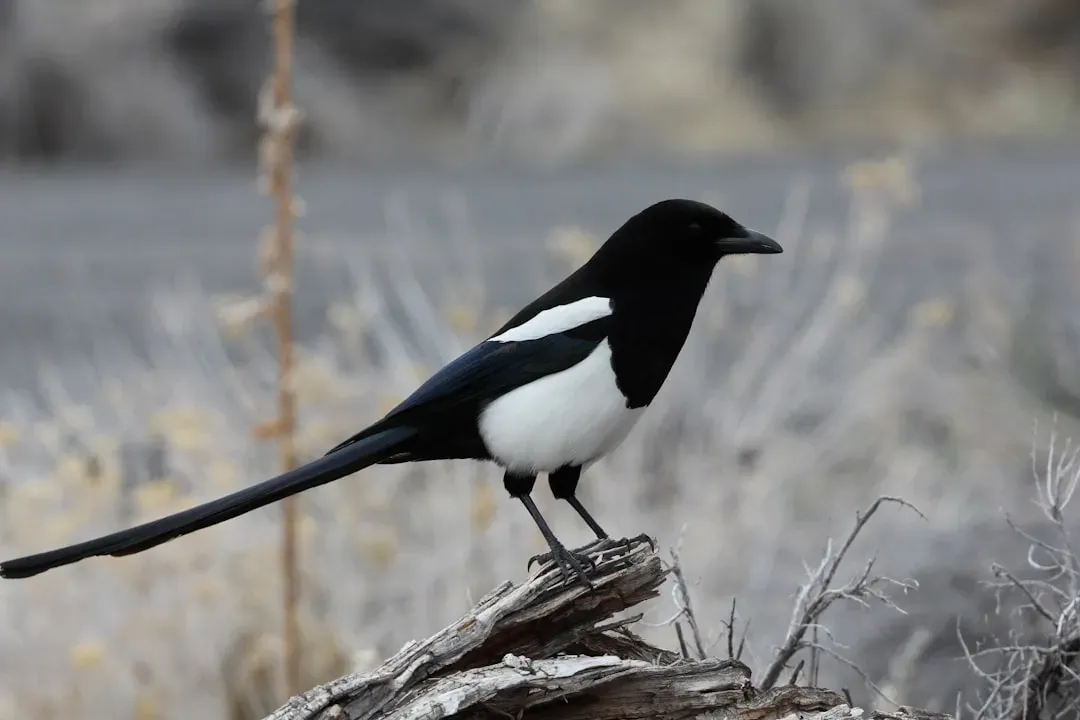9. The Magpie: The Street-Smart Urban Mimic (Image Credits: Unsplash)