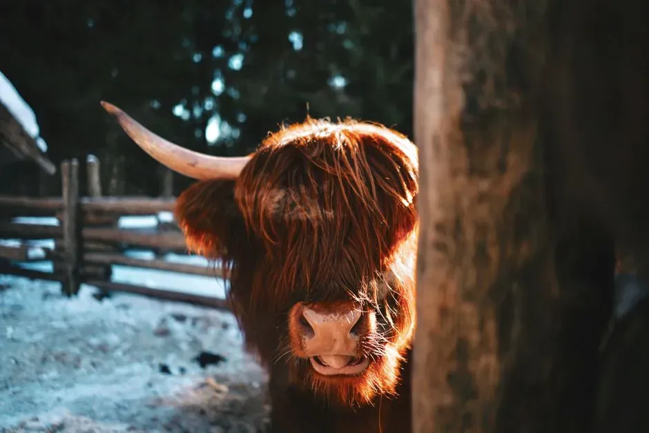 Taurus (Image Credits: Pexels)