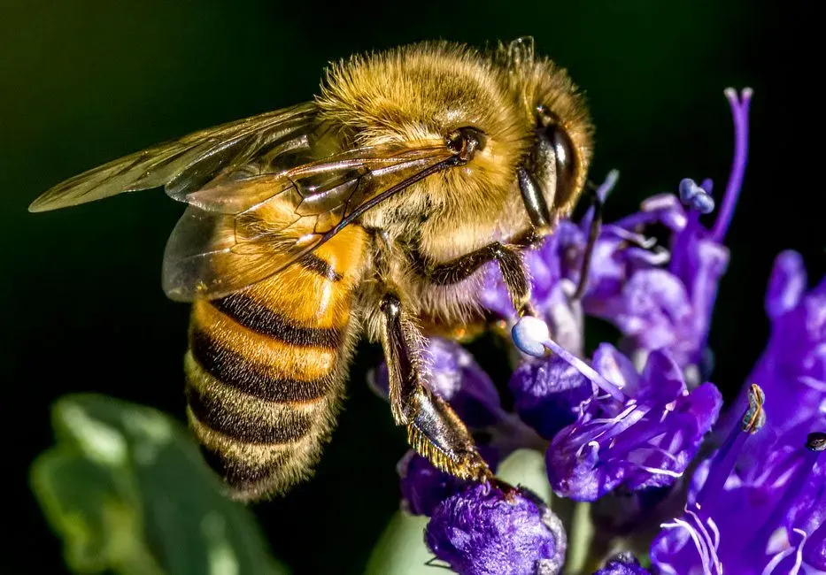 Honeybees Shifting Optimism After Unexpected Rewards (Image Credits: Pexels)