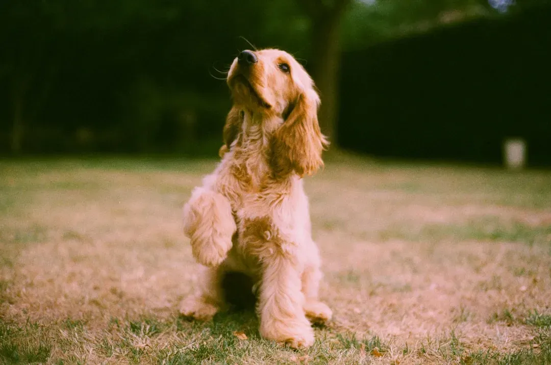 #13. Cocker Spaniel (Image Credits: Unsplash)
