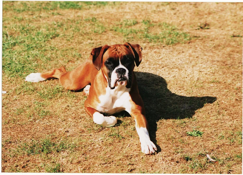 #22 - Boxer: The Playful Protector With a Hidden Weakness (Andrew Bone (Weymouth), Flickr, CC BY 2.0)