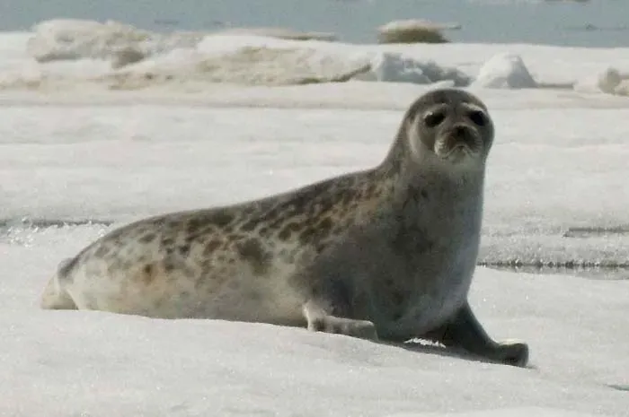 Ringed Seals: The Smallest Ice Seal (Image Credits: Wikimedia)