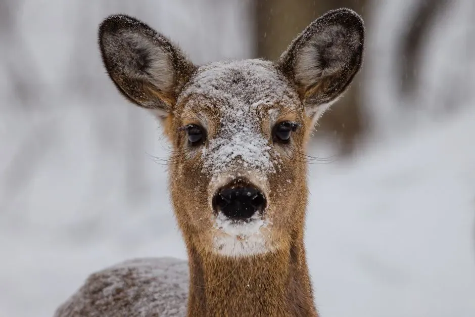 The Freeze Response That Saved Generations (Image Credits: Pexels)