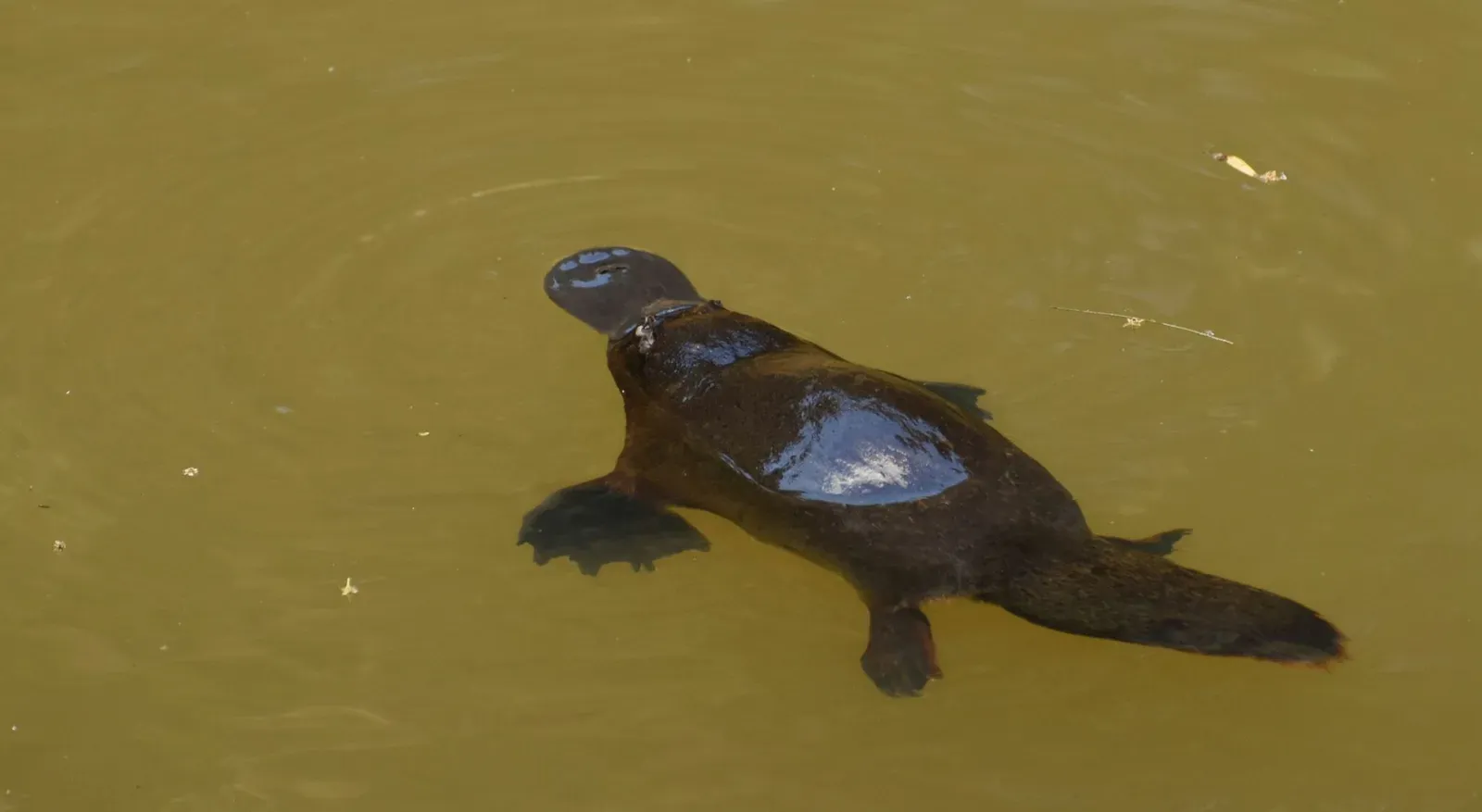 Aquarius: The Platypus (Image Credits: Wikimedia)