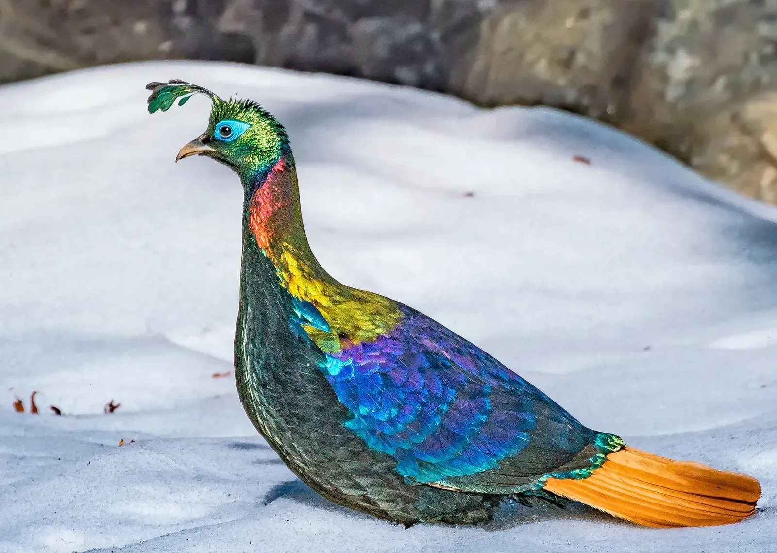 7. Himalayan Monal (Image Credits: Wikimedia)