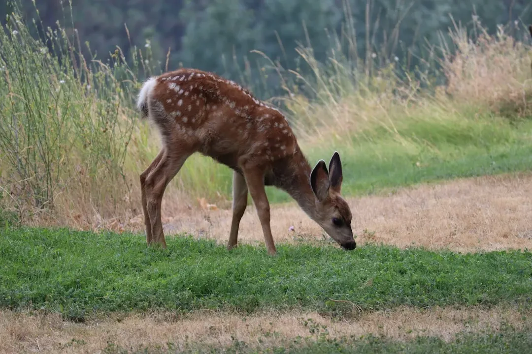 Foraging Opportunities in the Cool Evening Air (Image Credits: Unsplash)