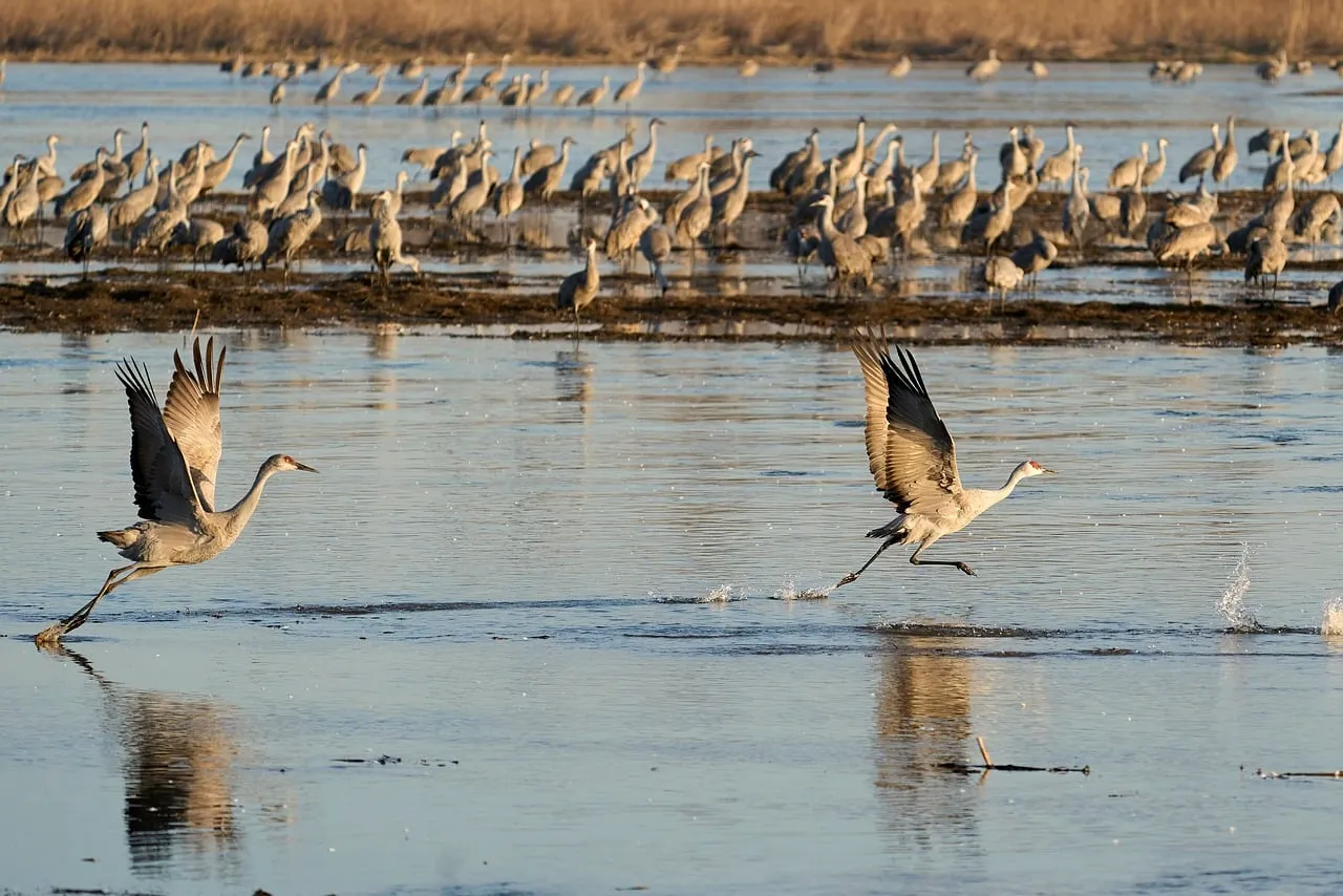 Valentine National Wildlife Refuge, Nebraska Sandhills (Image Credits: Pixabay)