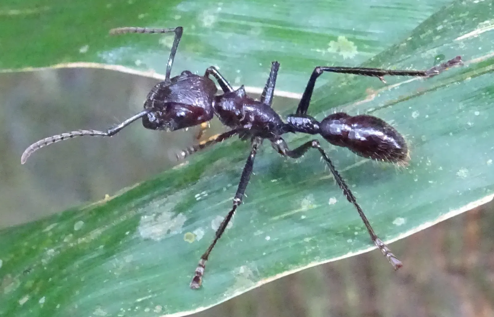 4. Bullet Ant (Image Credits: Wikimedia)