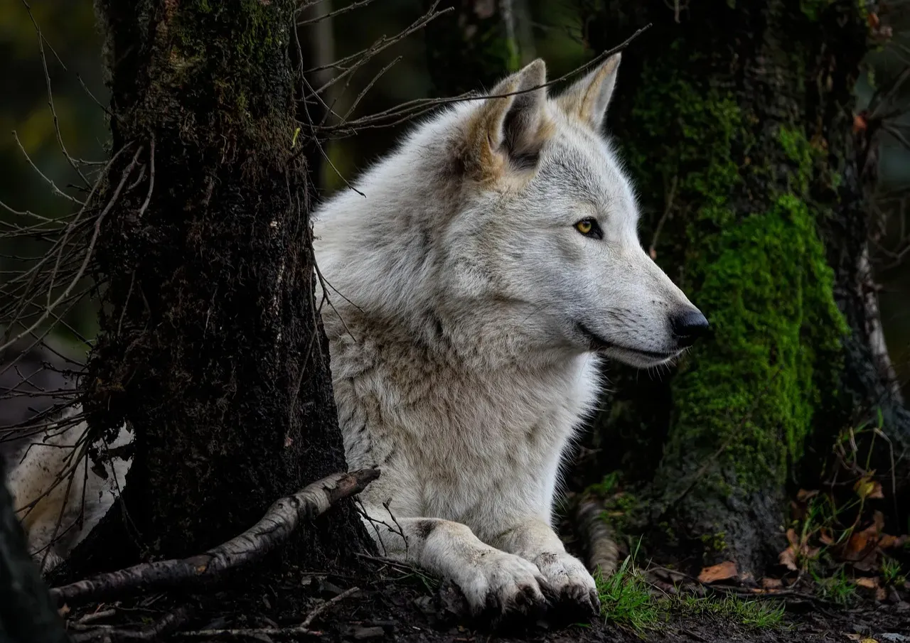 Aries: The Fearless Warrior (Image Credits: Pixabay)