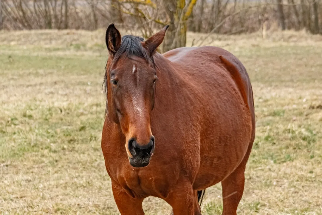 #14 - The "Pot-Bellied" Look Sitting On A Weak Topline (Image Credits: Unsplash)