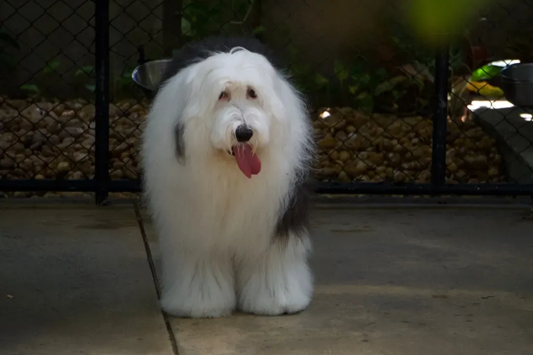 #4. Old English Sheepdog (Image Credits: Unsplash)