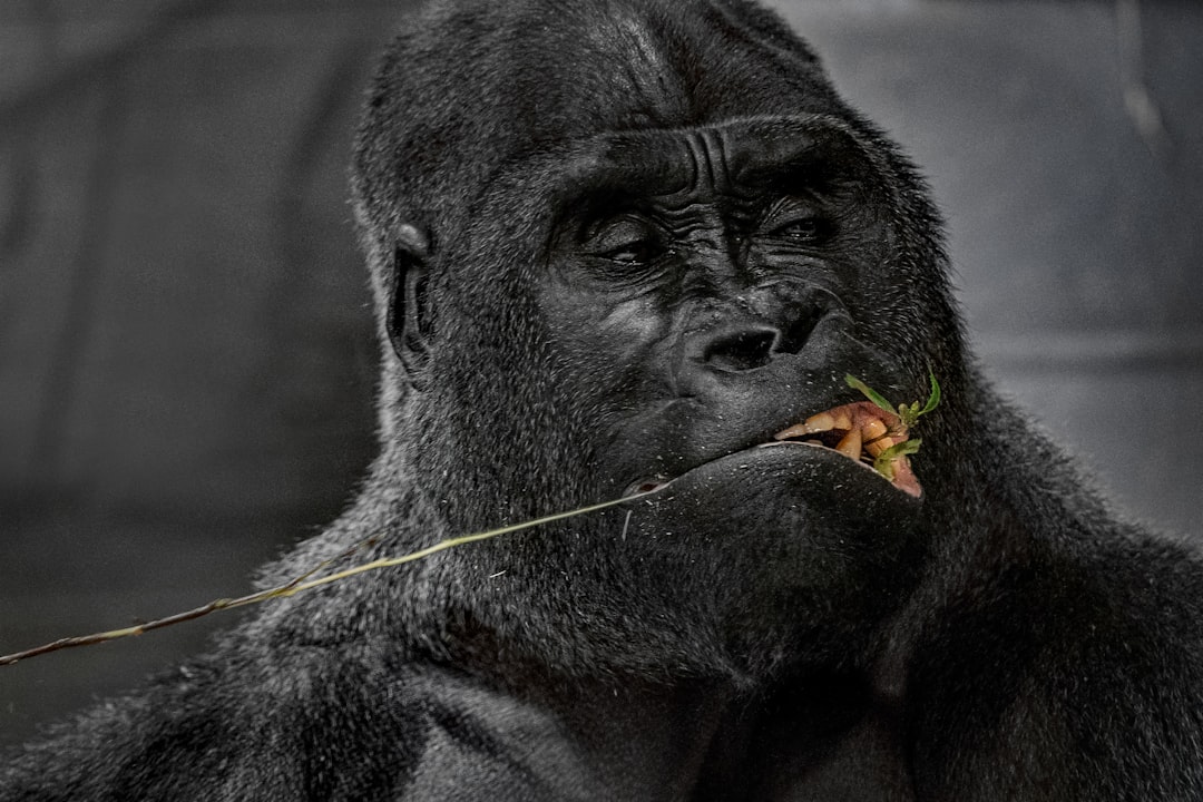 Gorilla (Image Credits: Unsplash)