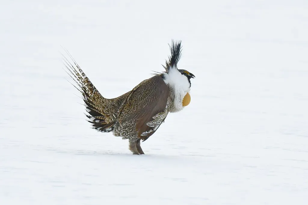Gunnison Sage-Grouse (Larry Lamsa, Flickr, CC BY 2.0)