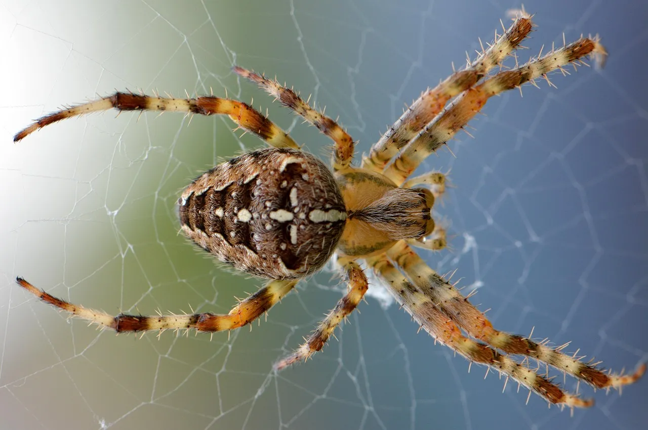 Seeing first, moving later: mental maps in a spider brain (Image Credits: Pixabay)