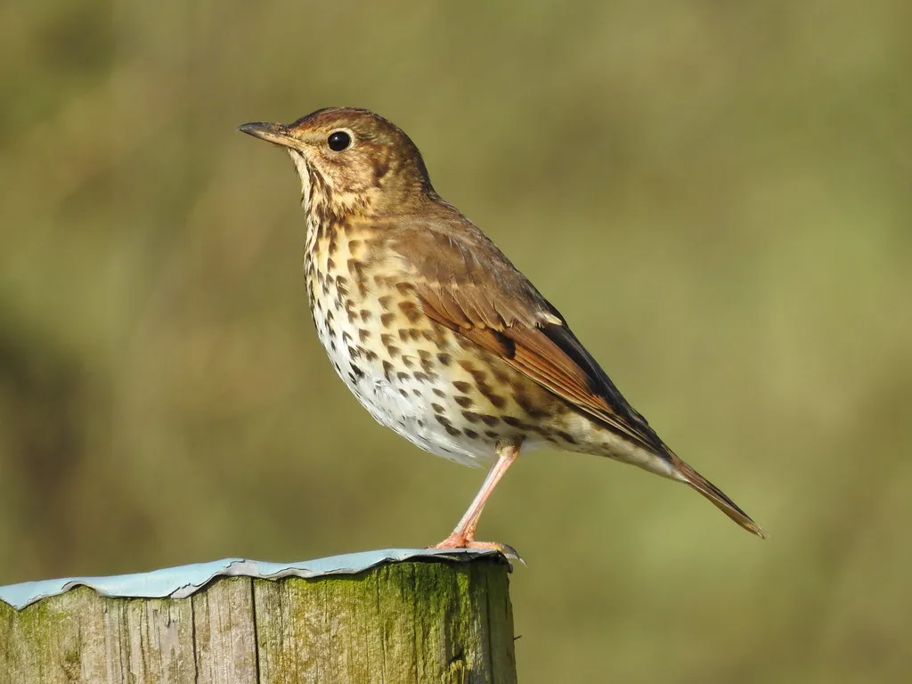 #22 - Song Thrushes Have Dropped Out of the Top Ten Entirely (ianpreston, Flickr, CC BY 2.0)