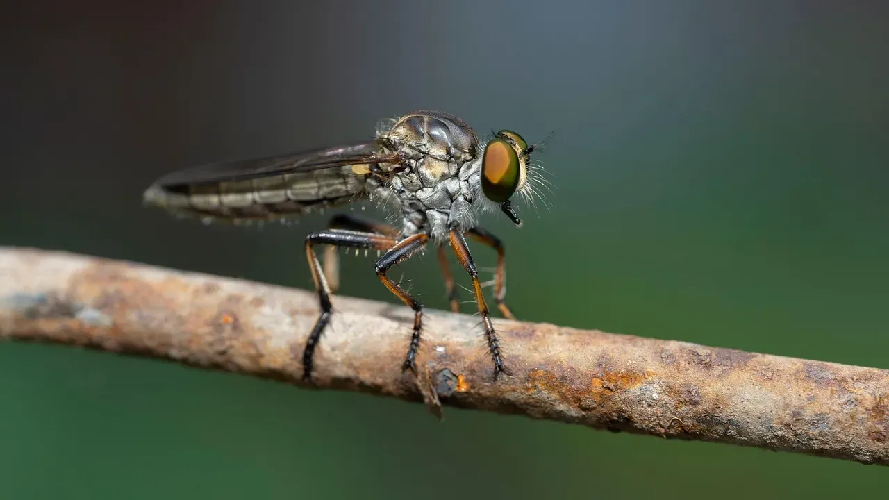 4. Smoke Flies (Microsania Species) (Image Credits: Pixabay)