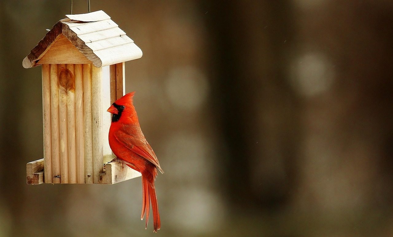 Provide Safe Shelter and Nesting Opportunities (Image Credits: Pixabay)
