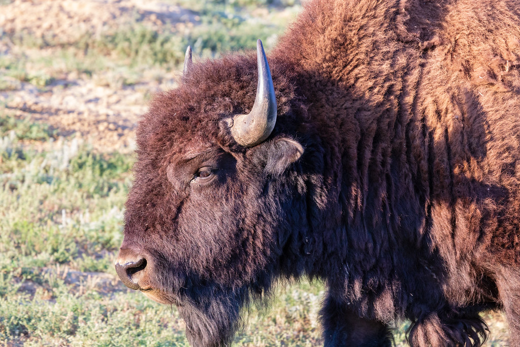 Badlands National Park: Prairie Fortress Expansion (Image Credits: Flickr)