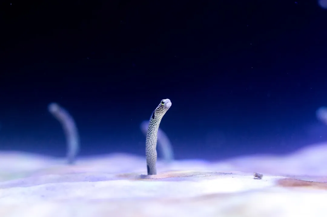 The Elven Abyss Tunicate: A Deep-Sea Filter Feeder (Image Credits: Unsplash)