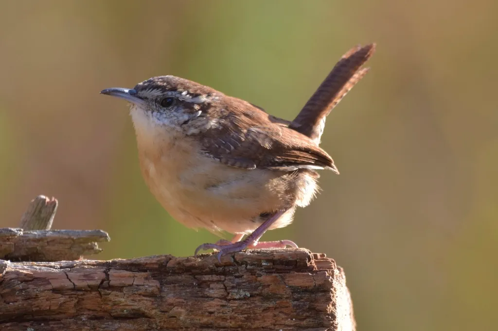 #5 - Carolina Wren: A Southern Accent Marching North (Image Credits: Rawpixel)