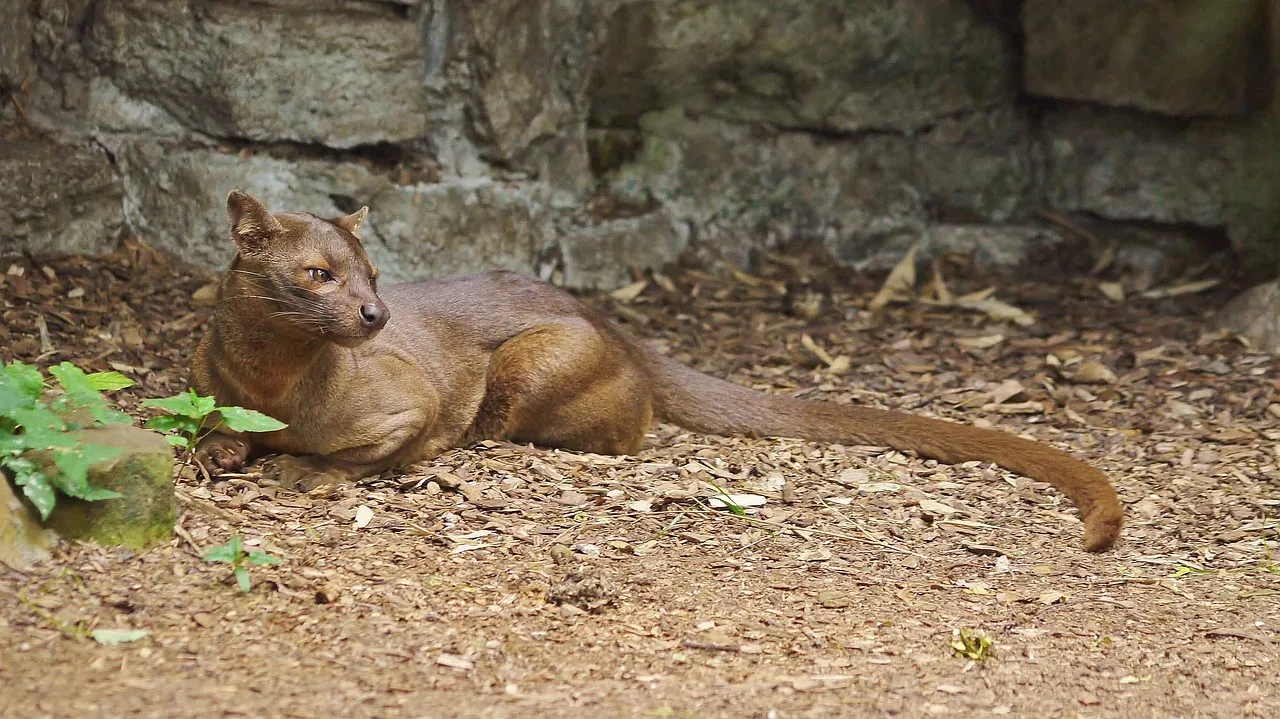 8. Habitat Loss Is Quietly Pushing It Toward Danger (Image Credits: Pixabay)