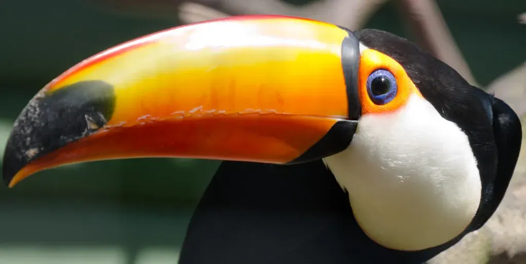 Toco Toucan: Brazil's Black and Orange Beauty (Image Credits: Flickr)