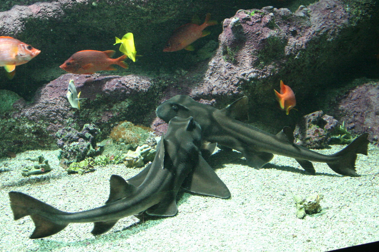 The Port Jackson Sharks' Musical Memory (Image Credits: Wikimedia)