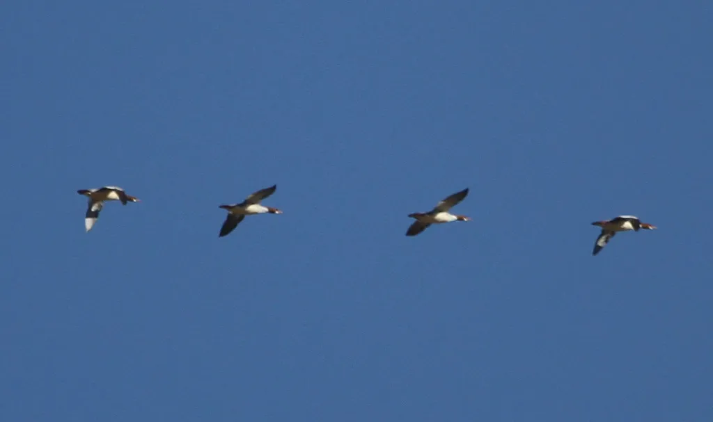 #3 - Brief, Fast Flyovers Low Across Your Yard (Paul.J.Hurtado, Flickr, CC BY-SA 2.0)