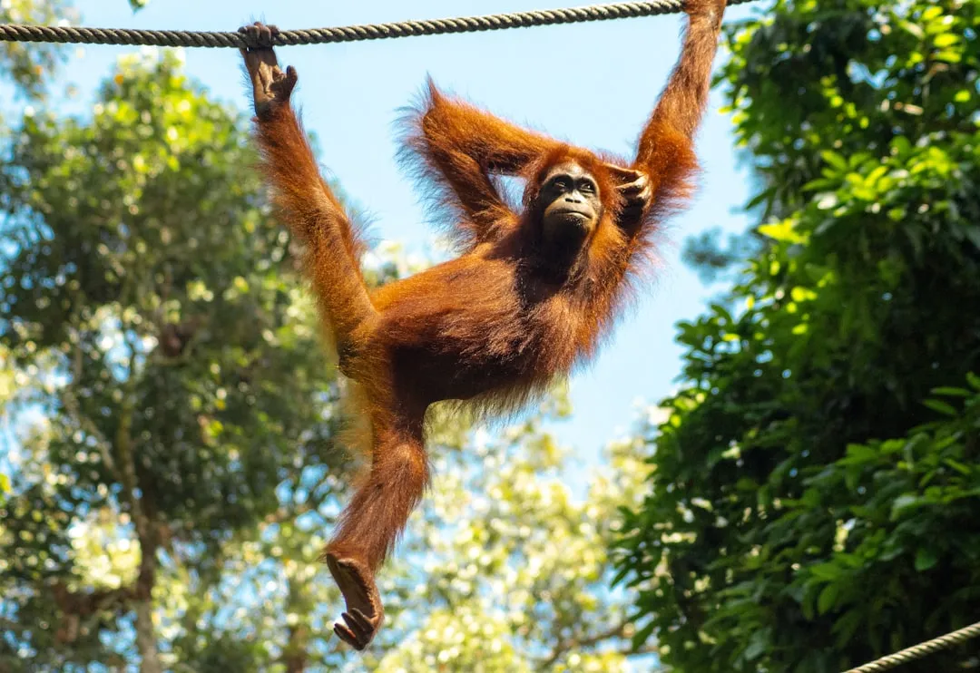 Orangutans Are Not Wanderers, They Are Route Planners (Image Credits: Unsplash)