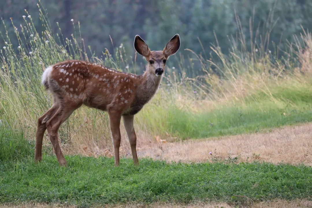 5. The Key Deer: Florida's Tiniest, Most Fragile Visitor (Image Credits: Unsplash)