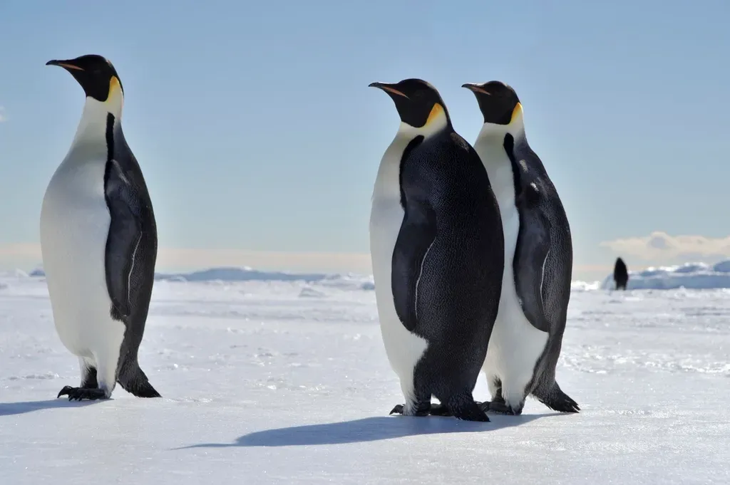 #4. What Snow Enrichment Actually Does for a Penguin's Wellbeing (Image Credits: Rawpixel)