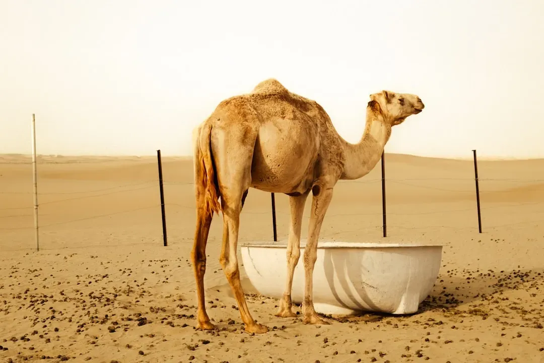 Camel: Engineering Against Dehydration (Image Credits: Unsplash)
