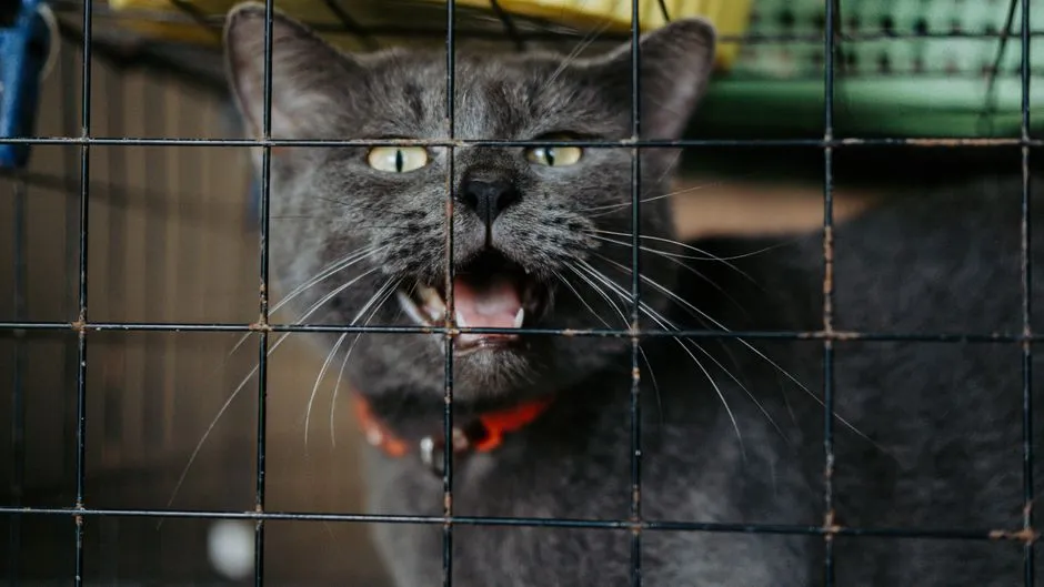 #3 - Cats Surrendered as "Strays" With Unknown Histories (Image Credits: Pexels)