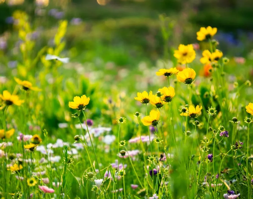 8. A “Messy Corner” Left To Go Wild (Image Credits: Pexels)