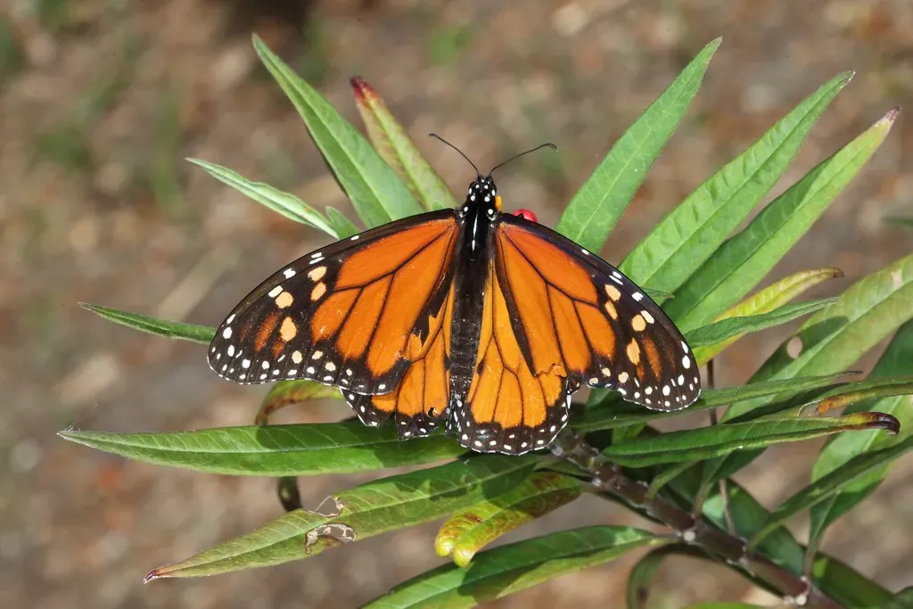 Monarch Butterflies: The Multi-Generational Marathon (Image Credits: Flickr)