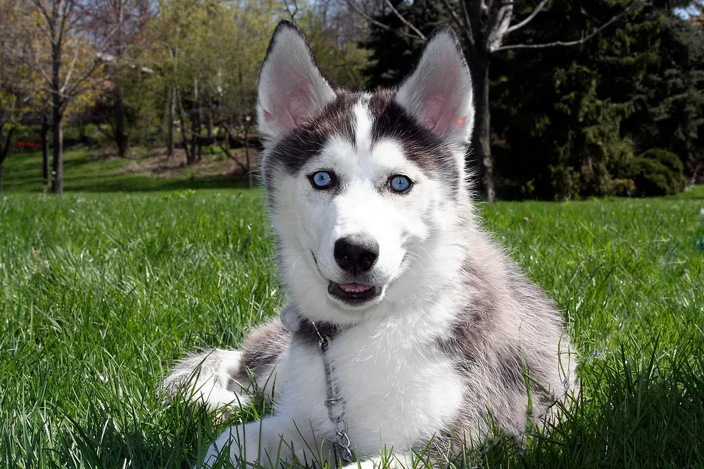The Siberian Husky: Speed and Endurance in a Compact Package (Image Credits: Flickr)