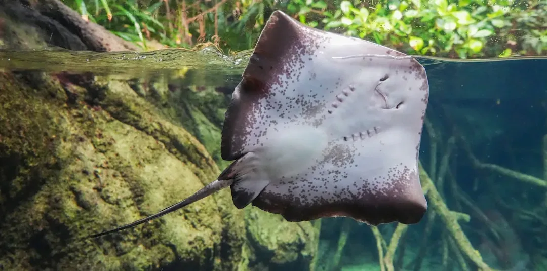 4. Manta Rays: The Gentle Giants with Big Brains (Image Credits: Unsplash)