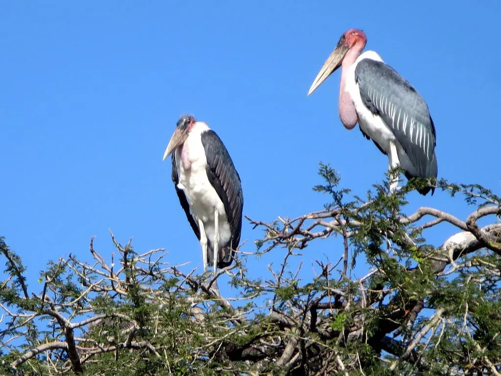 3. The Marabou Stork: The Undertaker Bird (D-Stanley, Flickr, CC BY 2.0)